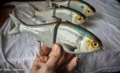 SF baits gizzard shad