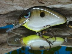 Chart belly Shad