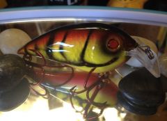 Spring Craw