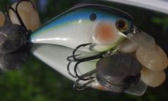 Pearl Threadfin Shad