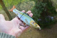 a blueback herring slider