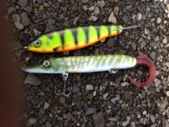 Gliding Trout & Jacktail