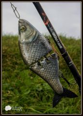 Robinson lures swimbait bream