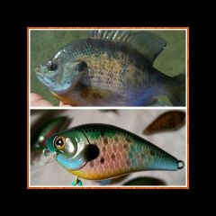 Blue Gill