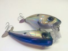 Blueback Shad