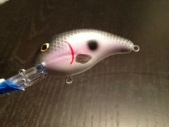 Bandit  - Gizzard Shad