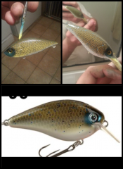 river minnow copy