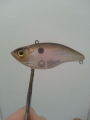 lipless ghost minnow