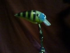 Bluegill Squarebill