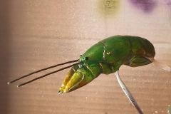 citrus craw