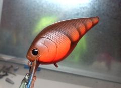 Brown-orange craw