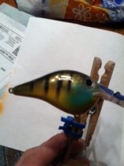 bluegill