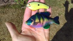 Bluegill perch