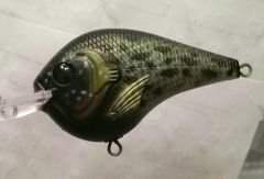 Black Crappie