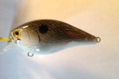 TPCB Gizzard Shad