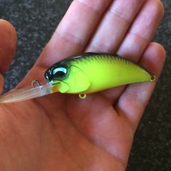 Chartreuse Black Back