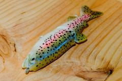 RAINBOW TROUT SWIMBAIT - dorsal view