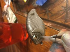 Gunmetal shad