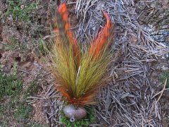 Bucktail and Hackle Tie