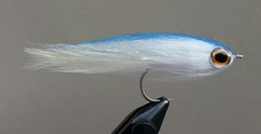 Blue Back Baitfish