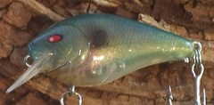 ghost sexy shad 1.JPG