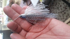 Blueback shad