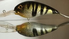 3 spined stickleback