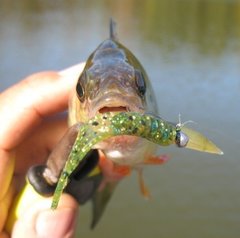 Flat Tail Minnow