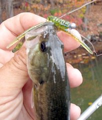 one of a dozen caught on light bug-creature