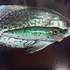 Crappie 20170716_192451.jpg