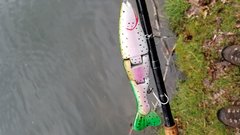 Maple swimbait