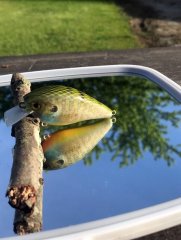 Spring Juvenile Gill