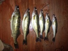 walleye bunch 2.jpg