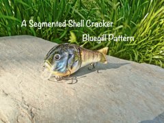 Segmented Bluegill