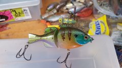 blue gill sb 2.jpg