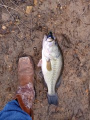 Jig Bass