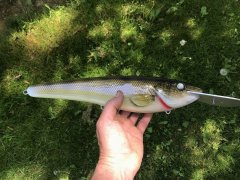 14 inch walleye.jpg