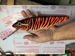 10 inch tiger