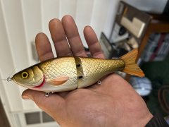 golden shiner2.JPG