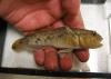 800px-RoundGoby.jpg