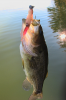 bass caught on hybrid.png