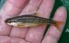 My first ozark minnow 130529.jpg