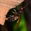 wasp potter crop 0790.jpg