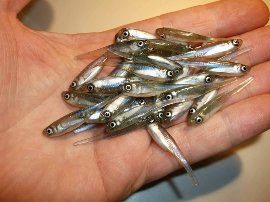 Make Your Own Soft Bait Fishing Lures with Plastisol PVC Plastic