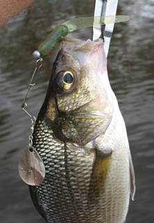 Beetle Spins still got it! - Wire Baits -  - Tackle  Building Forums